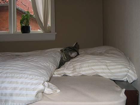 Huskat Pjevs +død 2/8-07+ - SnOrk... billede 13