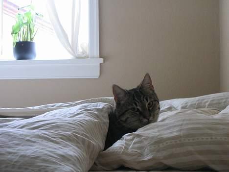 Huskat Pjevs +død 2/8-07+ - Hej mor, er du der billede 14