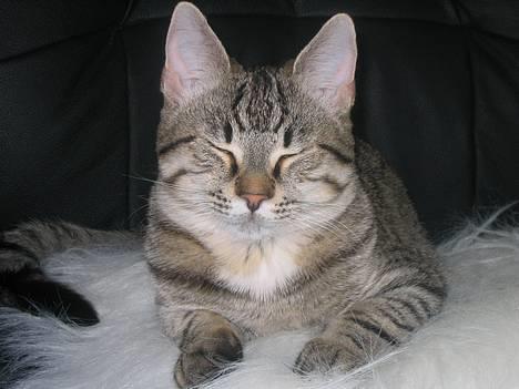 Huskat Pjevs +død 2/8-07+ - Jeg er rigtig god til at sove billede 15