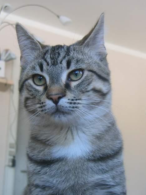 Huskat Pjevs +død 2/8-07+ - "I´m the worlds greatest" billede 16