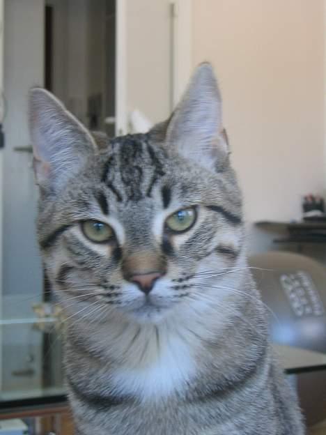 Huskat Pjevs +død 2/8-07+ - Hva´ er du snart færdig med at fotografere mig, mor? billede 17