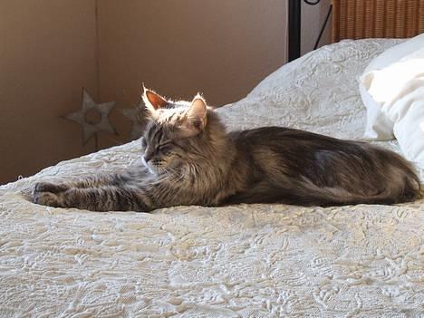 Maine Coon Hyrrokin - jeg ligger lige og strækker ud: billede 7