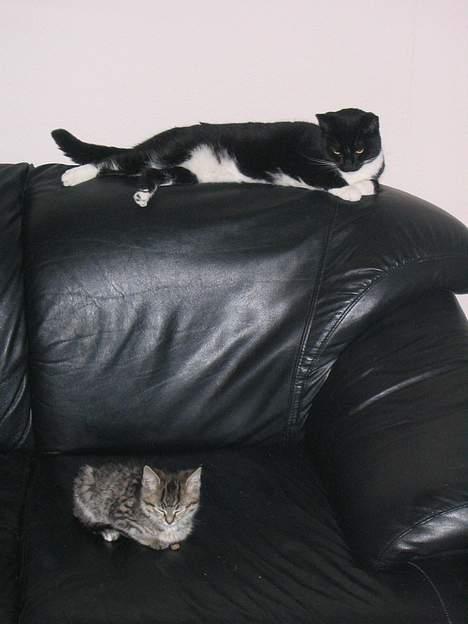 Huskat Pjevs +død 2/8-07+ - Så stor størrelses-forskel var der engang på mig og Storesøster og der kunne hun ikke lide mig :-( billede 18