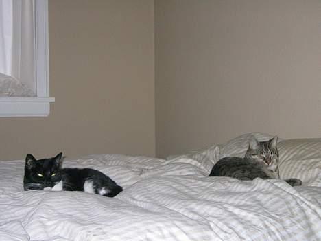 Huskat Pjevs +død 2/8-07+ - Men nu er vi lige store (faktisk er jeg større end hende) Så nu tør hun ikke drille mig mere. Hæ hæ billede 19