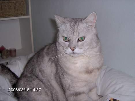 Blanding af racer Al Bundy - Her er min dejlige kat, som ser lidt små fornærmet ud. billede 1