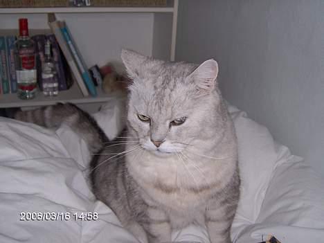 Blanding af racer Al Bundy - Han er ikke så glad for flash. billede 2