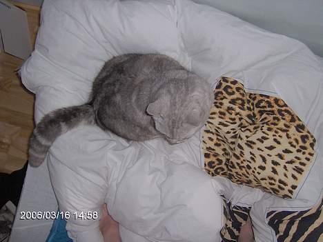 Blanding af racer Al Bundy - Kat set fra oven  billede 3