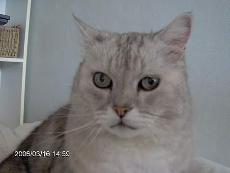 Blanding af racer Al Bundy - Forvirret kat :-) billede 4