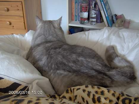 Blanding af racer Al Bundy - Kat bagfra billede 5