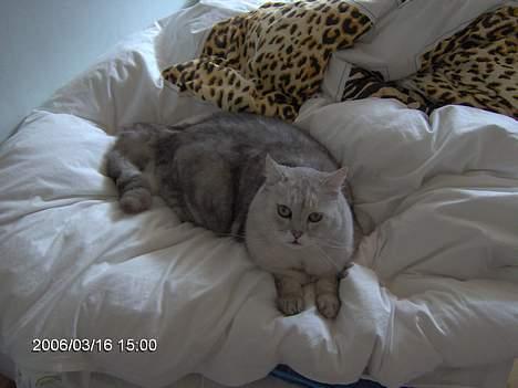 Blanding af racer Al Bundy - Bundy der undrer sig over hvad jeg har gang i. billede 6