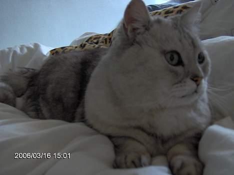 Blanding af racer Al Bundy - "Kommer der nogen?" billede 7