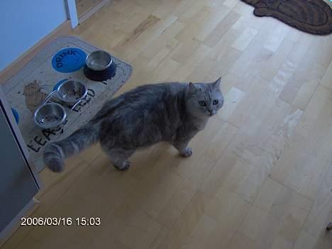 Blanding af racer Al Bundy - Fodr mig! billede 8