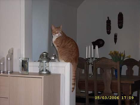 Huskat boris (mr. Kispus) billede 10