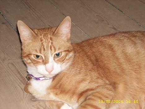 Huskat boris (mr. Kispus) billede 11