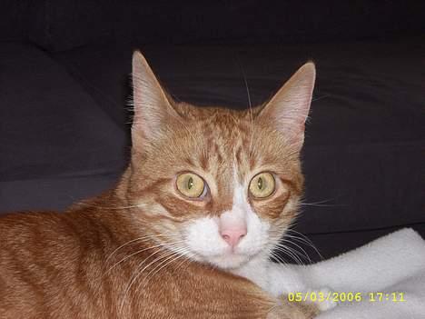 Huskat boris (mr. Kispus) billede 12