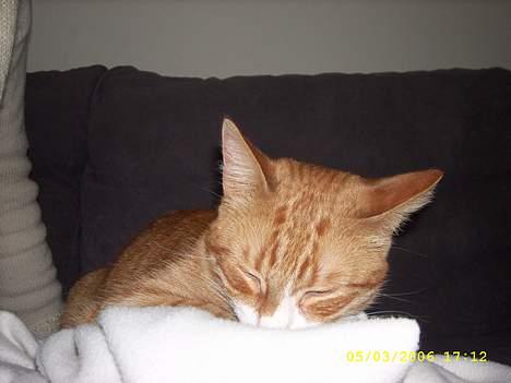 Huskat boris (mr. Kispus) billede 13