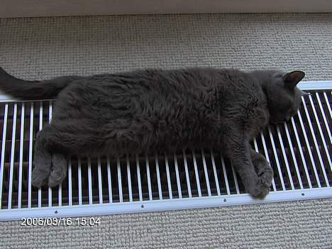 Russian Blue Azenia - En varm radiator er altid godt billede 1