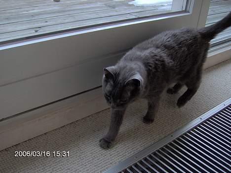 Russian Blue Azenia billede 2