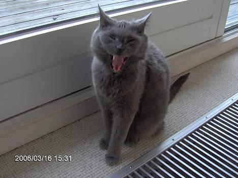 Russian Blue Azenia - *gaaaaaaab* billede 3