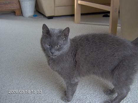 Russian Blue Azenia - den lille killing billede 4