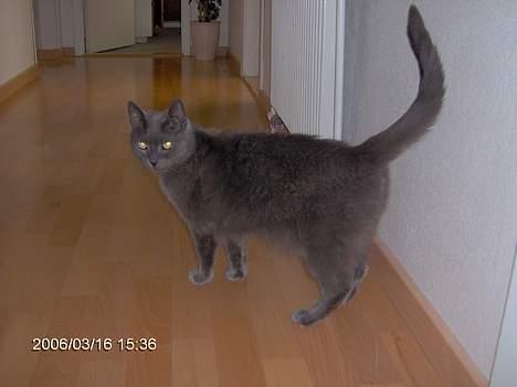 Russian Blue Azenia billede 5
