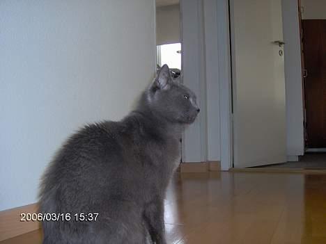 Russian Blue Azenia - hun er fin billede 6