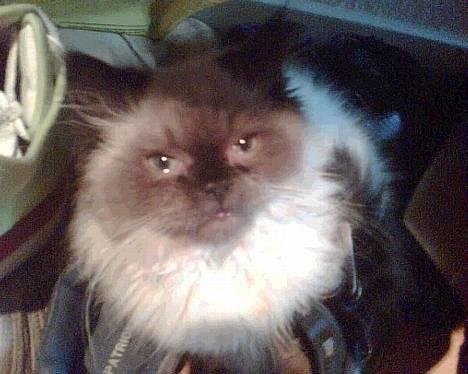 Colorpoint Loui - Se mig lige..  billede 1