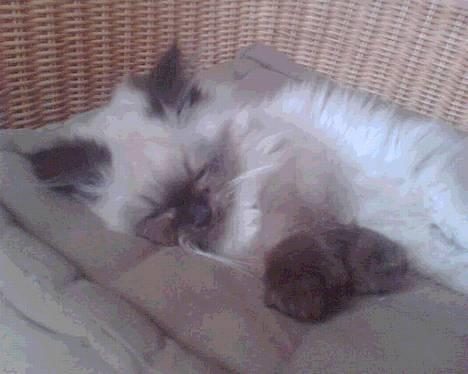 Colorpoint Loui billede 2