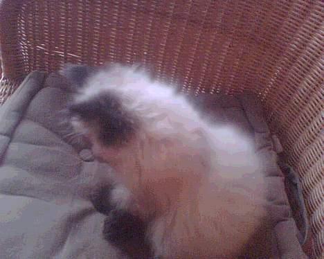 Colorpoint Loui billede 3