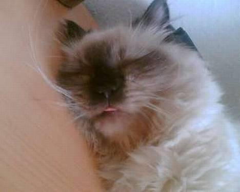 Colorpoint Loui - *Rækker tunge* billede 4