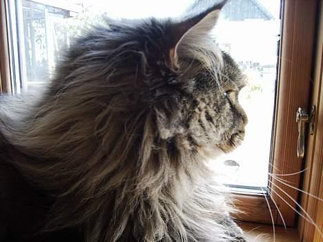 Maine Coon Sigurd - Hvor bliver alle mine fugle af??? billede 10