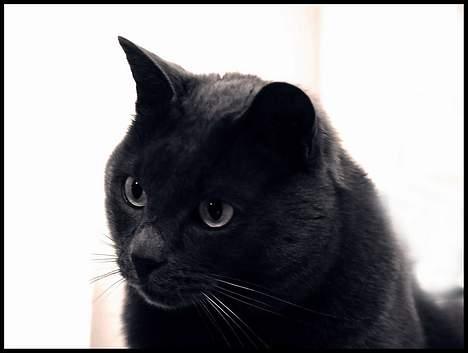 Huskat ChristMas - 2001. Ynglings billede. billede 11