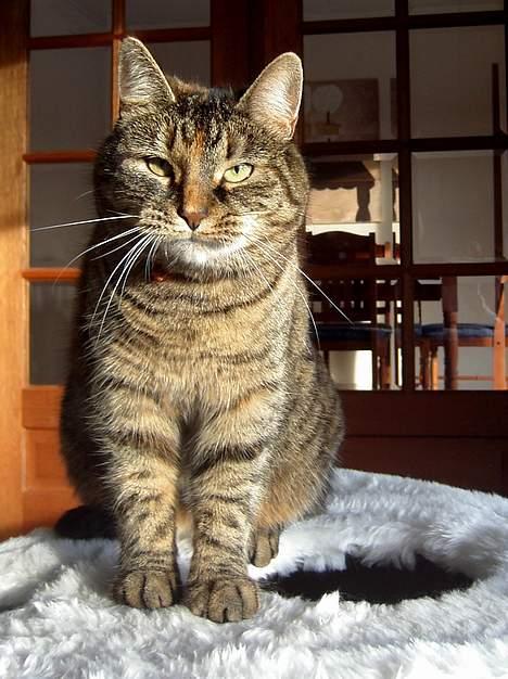 Huskat Molly - molly vores nr.1mis billede 1