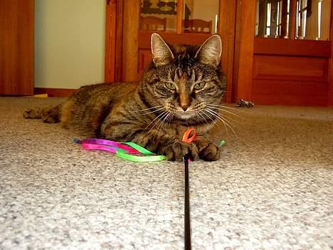 Huskat Molly billede 2