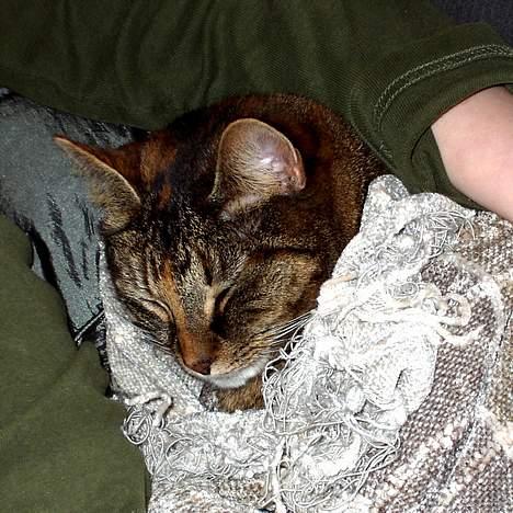 Huskat Molly billede 3