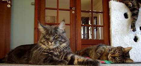 Huskat Molly - molly og domino billede 4