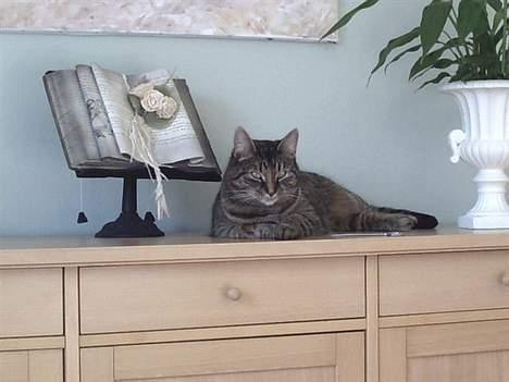 Huskat Molly billede 5