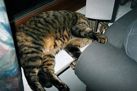 Huskat Molly - hun kan sove på de meste mærkelige måder billede 6