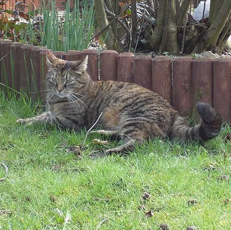 Huskat Molly billede 7