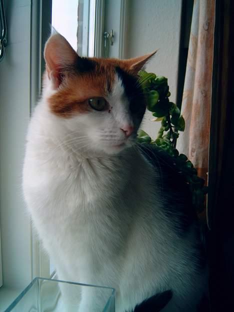 Huskat Frida - Hun er en rigtig model ;) billede 11