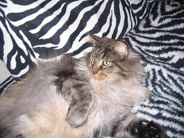 Maine Coon Victor billede 1