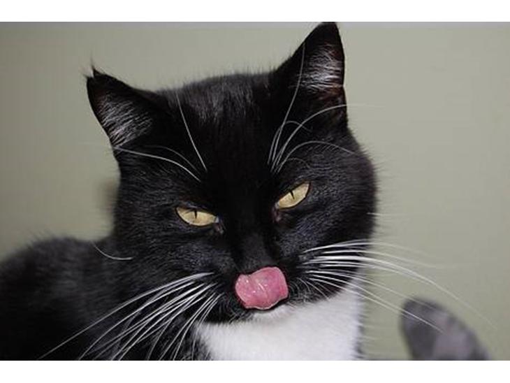 Huskat *Dronning Pepsi* (forsvundet) - *NYT* Pepper! billede 1