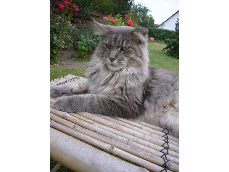 Maine Coon El Diablo POLY - The Devil billede 1
