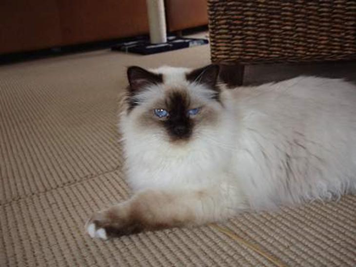 {{currentPhoto.altText}} billede {{currentPhoto.number}}