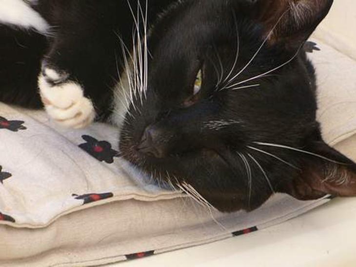 {{currentPhoto.altText}} billede {{currentPhoto.number}}