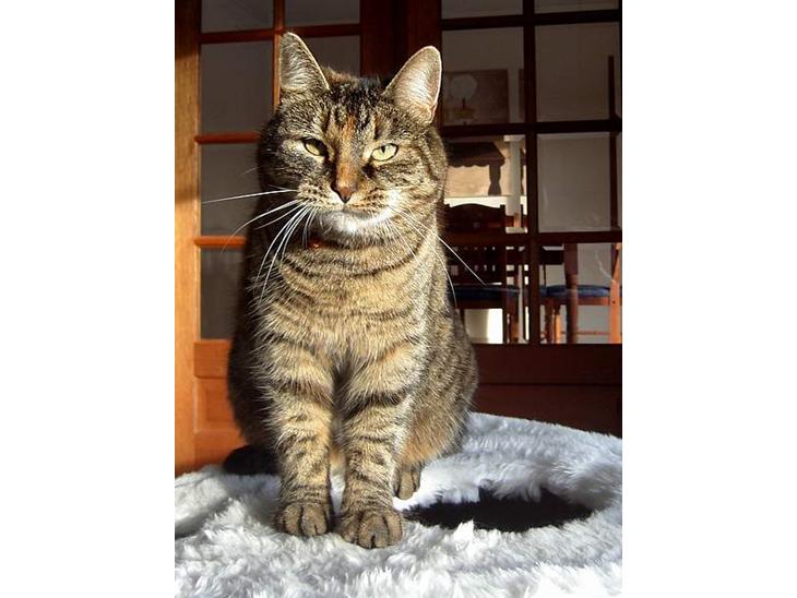 {{currentPhoto.altText}} billede {{currentPhoto.number}}