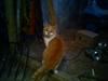 Blanding af racer Kitty