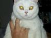 British Shorthair | Ludvig