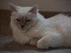 Hellig Birma Bandit's Fiona