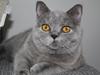 British Shorthair Cilli (Født Trunte)